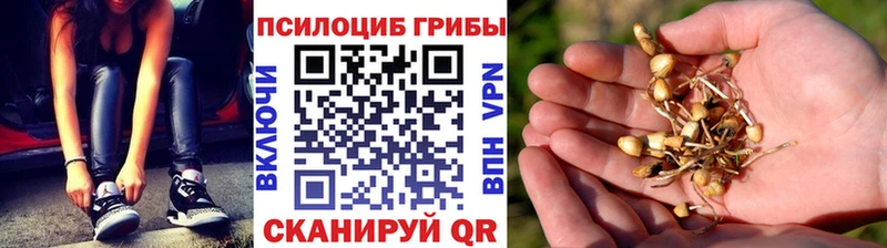 Псилоцибиновые грибы Magic Shrooms  Ртищево 